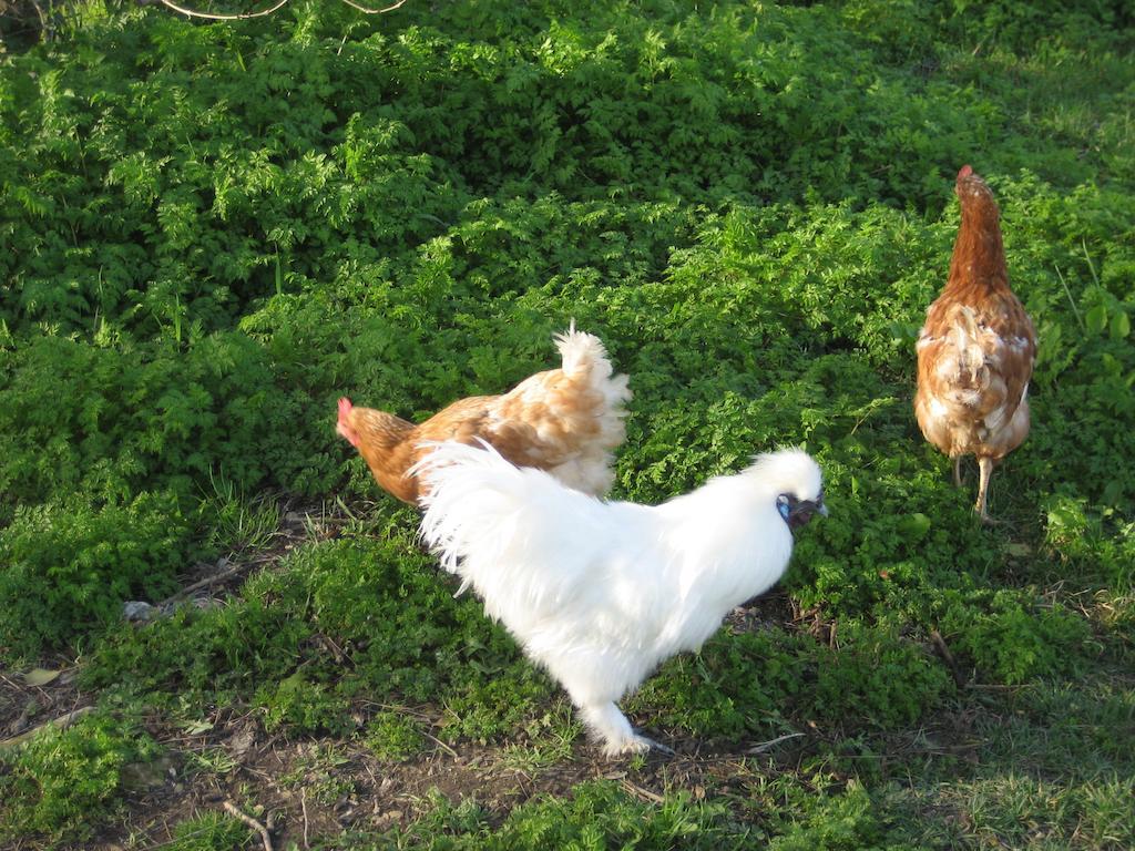Chef-Boutonne Le Moulin De Lusseau Bed & Breakfast エクステリア 写真