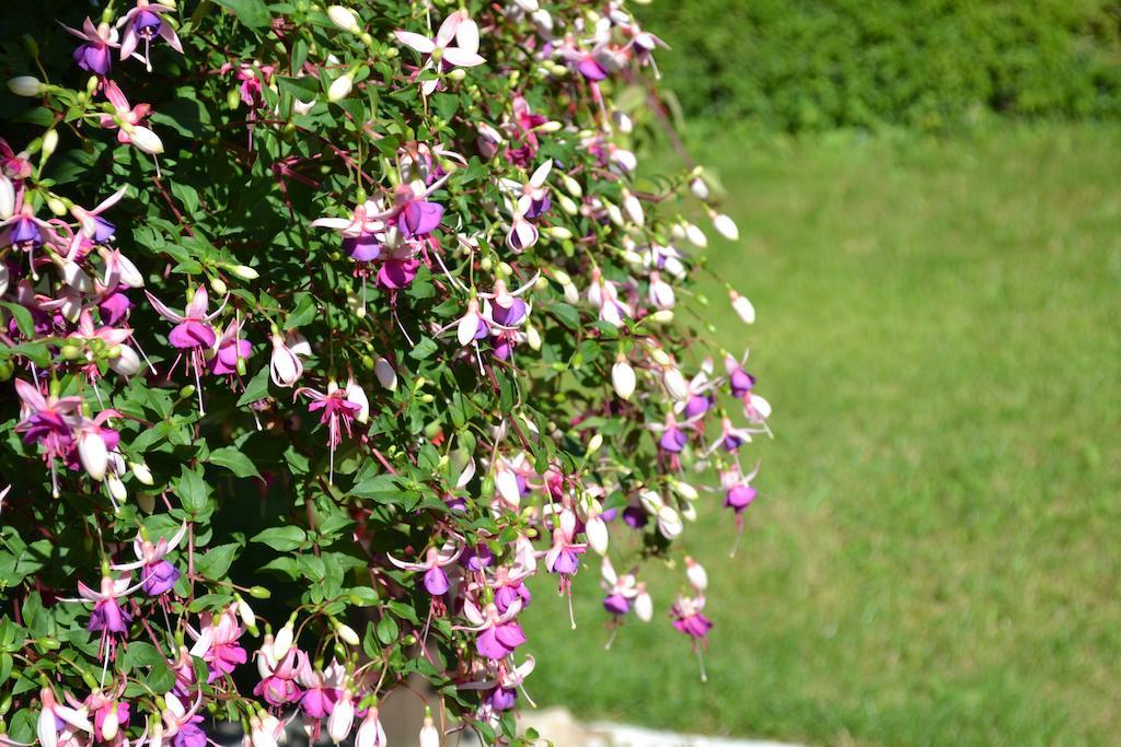 Chef-Boutonne Le Moulin De Lusseau Bed & Breakfast エクステリア 写真